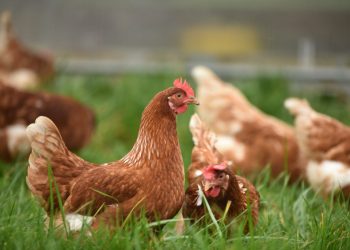 Alquilar una gallina, moda en auge en EE.UU. ante los cambios en el precio del huevo