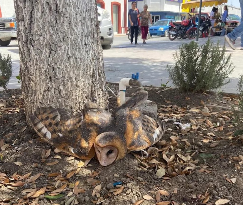 Personal de Protección Civil de Linares interviene para liberar a las dos lechuzas que fueron atadas en la plaza principal por supersticiones, pobladores pensaron que eran brujas.