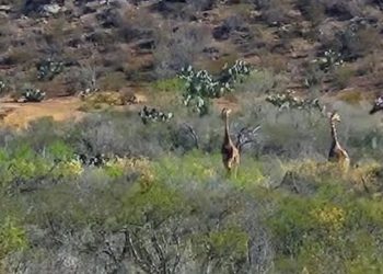 Aparecen jirafas sueltas en Coahuila y nadie tiene respuestas