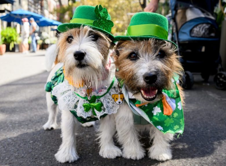 Arriba, los perros Lucy y Larry disfrazados en la celebración del Día de San Patricio en la fiesta callejera The Merc en Sídney, Australia. A la izquierda y abajo, un grupo de gaiteros irlandeses participa en el desfile en la Quinta Avenida de Manhattan, en Nueva York