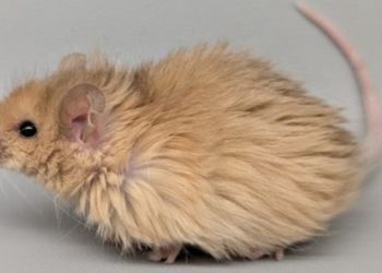 Crean ratones con pelaje de mamut y Jurassic Park luce cada vez más cerca
