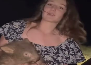 Hasta el primer ministro… todo Australia contra influencer que maltrató bebe wombat