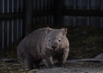 Indignación en Australia por “influencer” que capturó a cría de wombat para tomar una foto