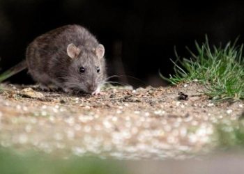 Mueren dos mujeres infectadas con hantavirus en Argentina