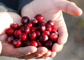 Oxidarse es del pasado: Descubre cómo los arándanos inspiraron al Anti Club de Ocean Spray y de qué va