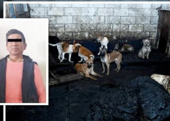 ¡Escándalo en Mexicaltzingo! Carnicero detenido por vender carne de perro»