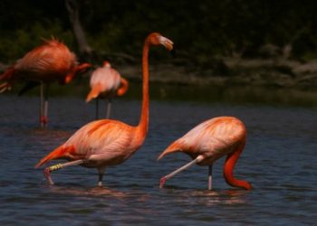 Retorna flamenco caribeño con marcaje DXZZ a Punta Sur después de dos años de ausencia: FPMC