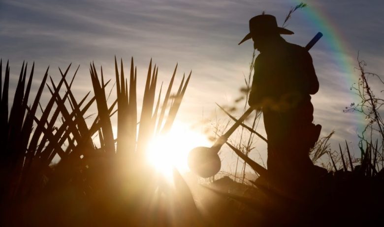 MEX6575. EL ARENAL (MÉXICO), 16/03/2025.- Un jimador (agricultor que cosechan plantas de agave) trabaja en un campo este sábado, en el municipio de El Arenal (México). La industria del tequila en México prepara diversas estrategias de mercado ante la amenaza de aranceles de 25% por parte del gobierno de Estados Unidos a las exportaciones del país. EFE/ Francisco Guasco