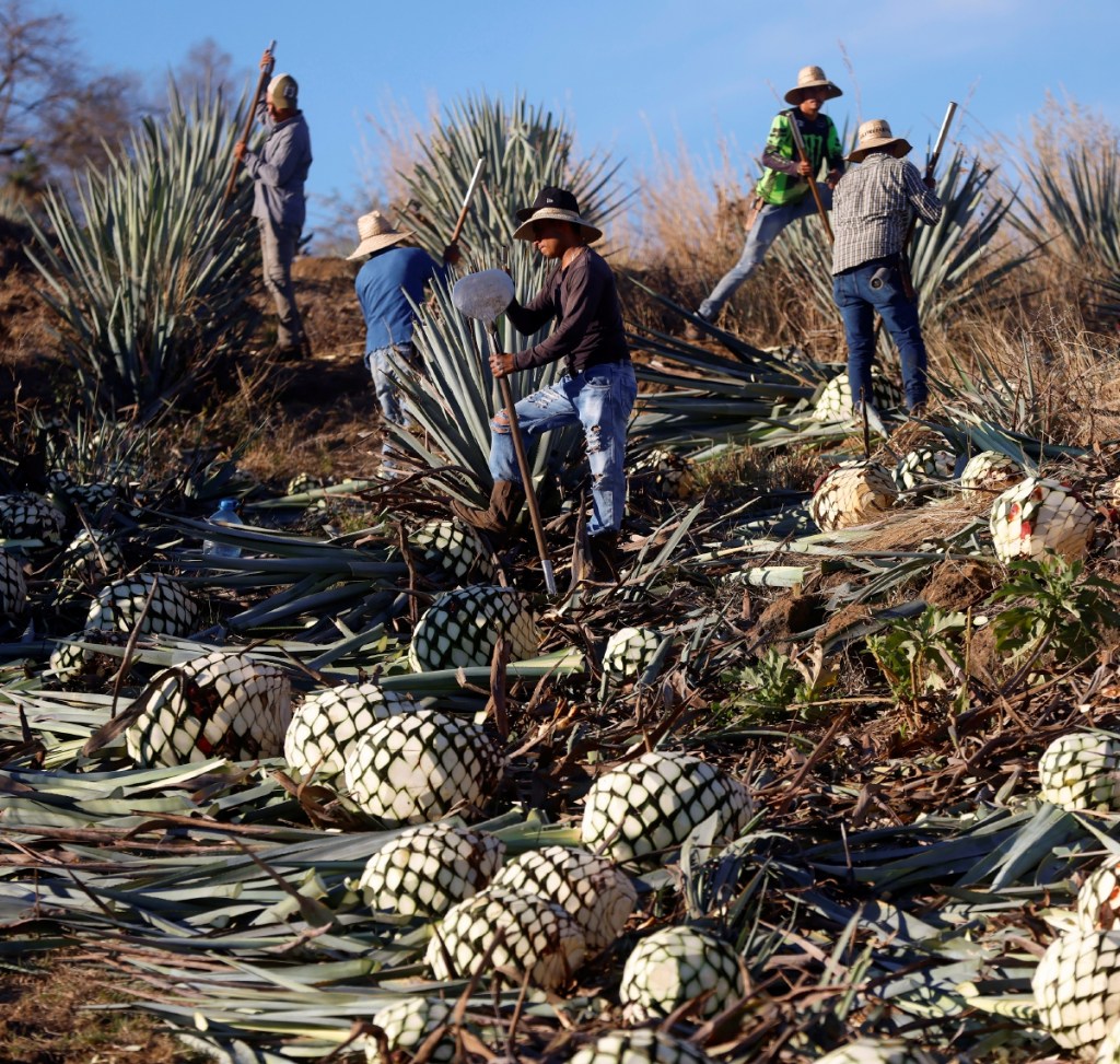 Turistas visitan una destilería de tequila en El Arenal, Jalisco. A la izquierda, varios jimadores en el campo junto a las pencas del agave