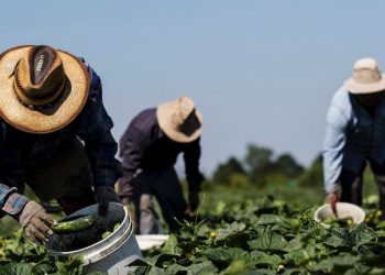 Trump anuncia aranceles a las importaciones agrícolas desde el 2 de abril