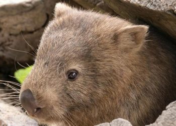 Wombats, los animales que hacen popó cúbica y se defienden con sus traseros