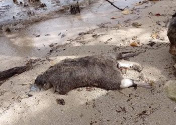 animal muerto en chetumal