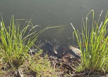 peces muertos chetumal