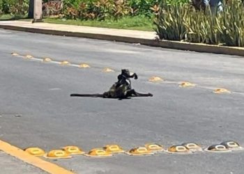 mono araña en Playa del Carmen