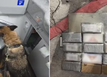 «Aseguran millonario cargamento de cocaína en Quintana Roo y laboratorios clandestinos en Sinaloa»