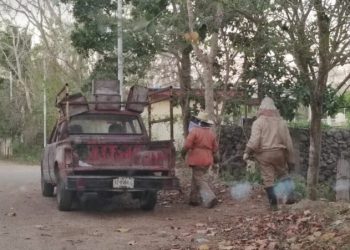 «Ataque de abejas en José María Morelos deja al menos 10 lesionados»