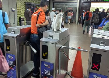 gattito en el metro asi como en japon