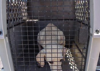 «Investiga Fiscalía General abandono de ocho perros en un predio de Benito Juárez»