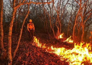 «Incendios forestales arrasan más de 38 mil hectáreas en México»