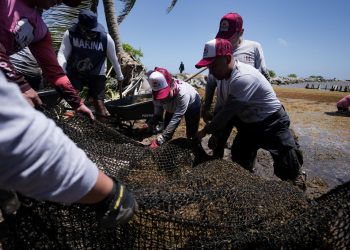 «Mega Jornada de Limpieza en Xcalak: Más de 50 Toneladas de Sargazo Eliminadas»