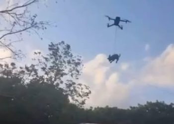 PERRO DRON Xul-Ha Quintana Roo