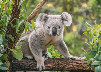 Sacrificio de koalas en Australia desata polémica por medidas ‘humanitarias’