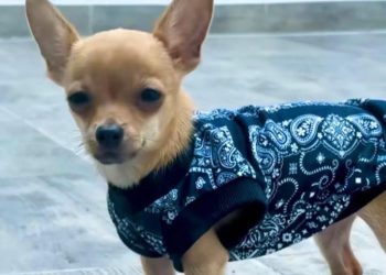 maltrato animal, perrito volado en dron