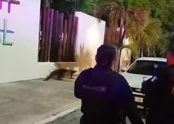 cocodrilo Pancho CANCUN