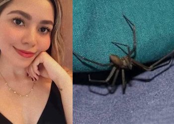 Guaymas, Sonora, araña violinista,