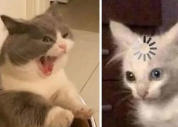 memoria de los gatos