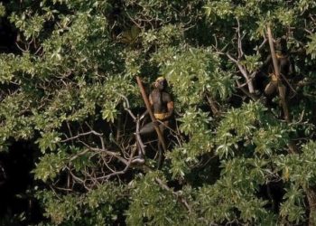 Arrestan a turista por entrar a territorio prohibido de isla Sentinel del Norte