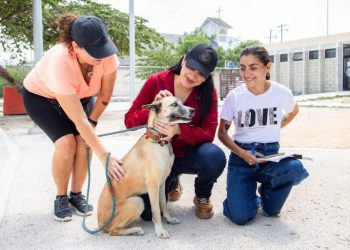 Con Estefanía Mercado al frente, Playa del Carmen está a un paso de hacer historia con su primera clínica gratuita para animales