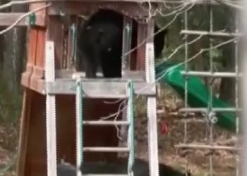 Familia graba a un oso divirtiéndose en la resbaladilla de su patio