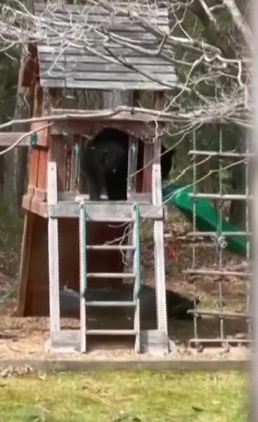 Captura del vídeo en que se ve el oso en el área de juegos de la casa de Sarah Loving