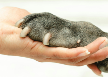 Interesados en adoptar un lomito o un michi: ¿Cuándo es el ‘Adoptatón’ de la CDMX?