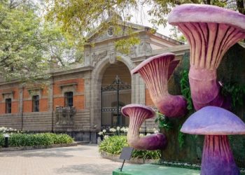 Megahongos invaden Chapultepec