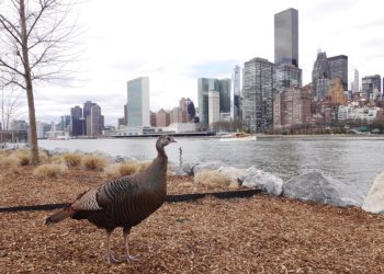 Pavo desata caos en calles de Manhattan