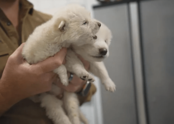 Polémica por nacimiento de “lobos terribles” clonados; llevaban 12 mil años extintos