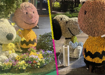 ¿Realmente se robaron el Snoopy en el Festival de las Flores?