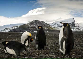 Trump impone aranceles a un archipiélago sin humanos pero sí con focas y pingüinos