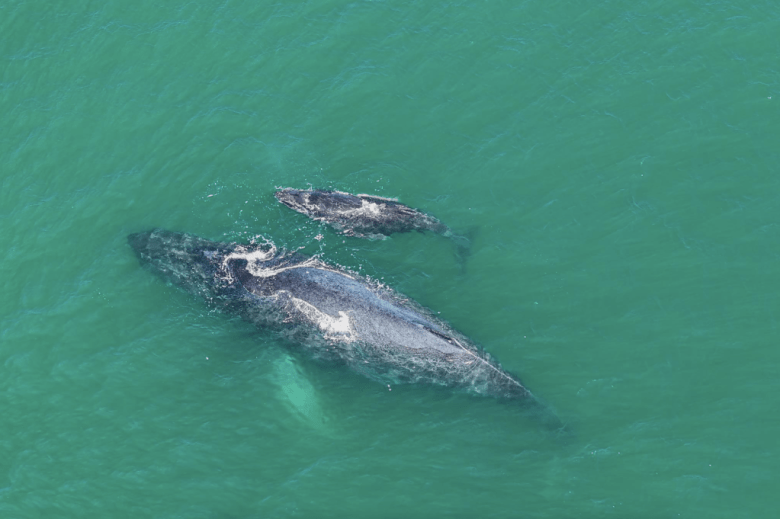 ballena jorobada da a luz