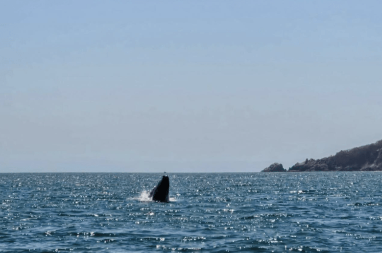 ballena jorobada da a luz