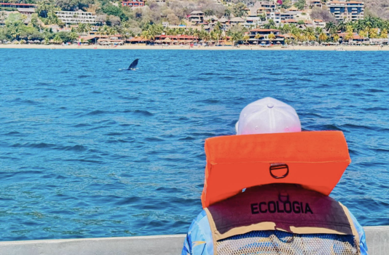 ballena jorobada da a luz