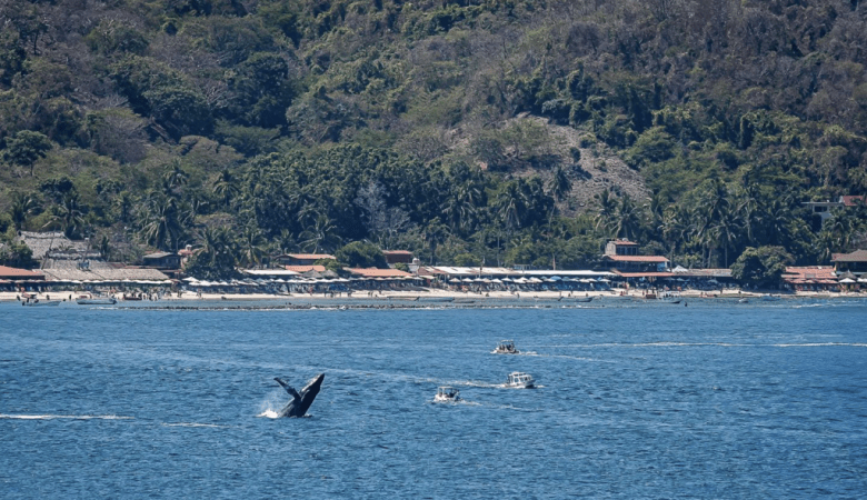 ballena jorobada da a luz