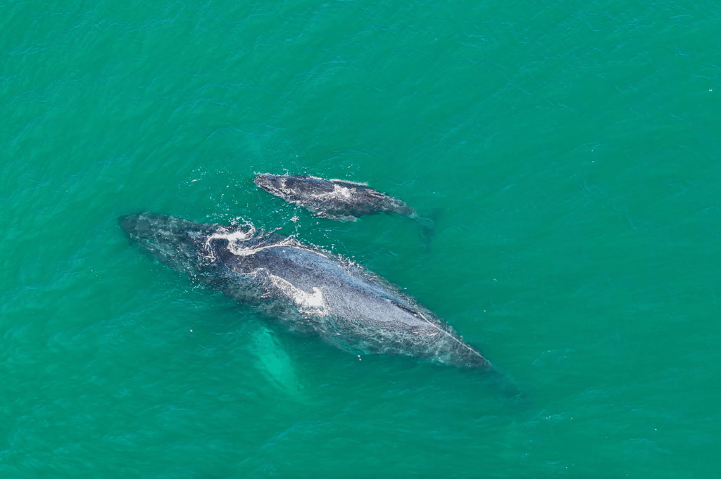 ballena jorobada da a luz