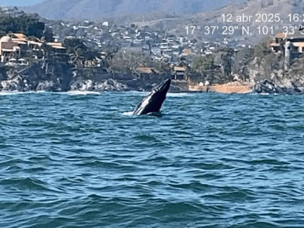 Personal de la Semar monitorea la Bahía de Zihuatanejo para proteger a una ballena jorobada y su cría recién nacida.