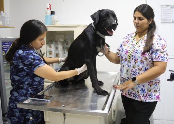 Cancún refuerza lucha contra el maltrato animal con más de 600 denuncias atendidas