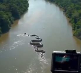 ANACONDA EN AMAZONAS DE PERU