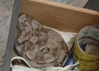 boa en Chetumal, serpiente en casa, boa rescatada