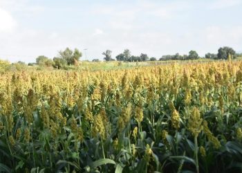 «Déficit de maíz y trigo pone en alerta al campo mexicano, advierte la CNC Salamanca»